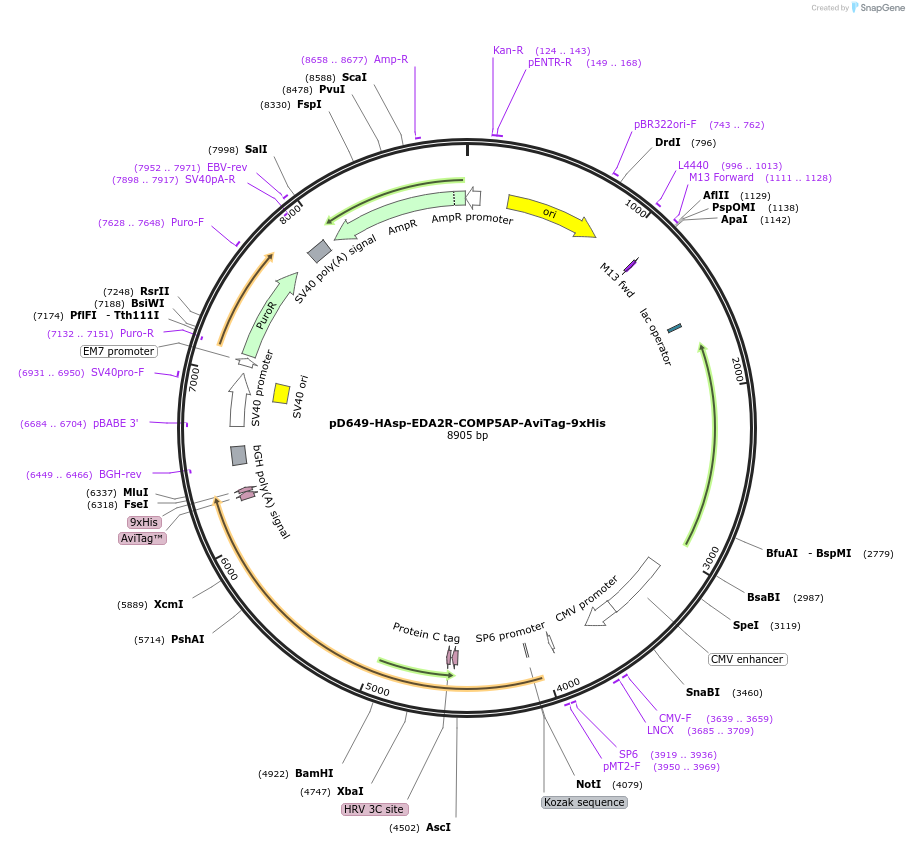 157096-plasmid-map-sequence-id-493721