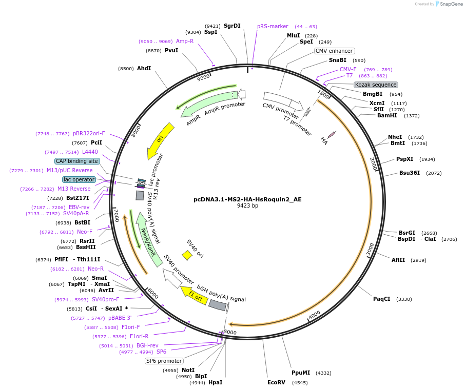 148614-plasmid-map-sequence-id-493722