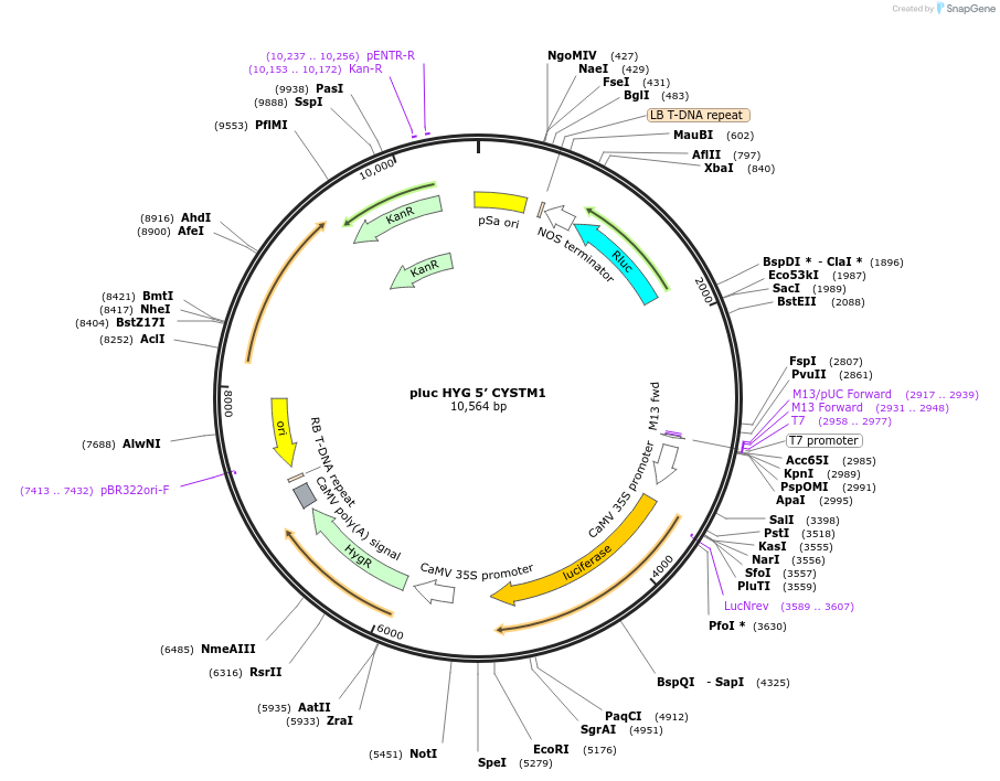 247492-plasmid-map-sequence-id-493725