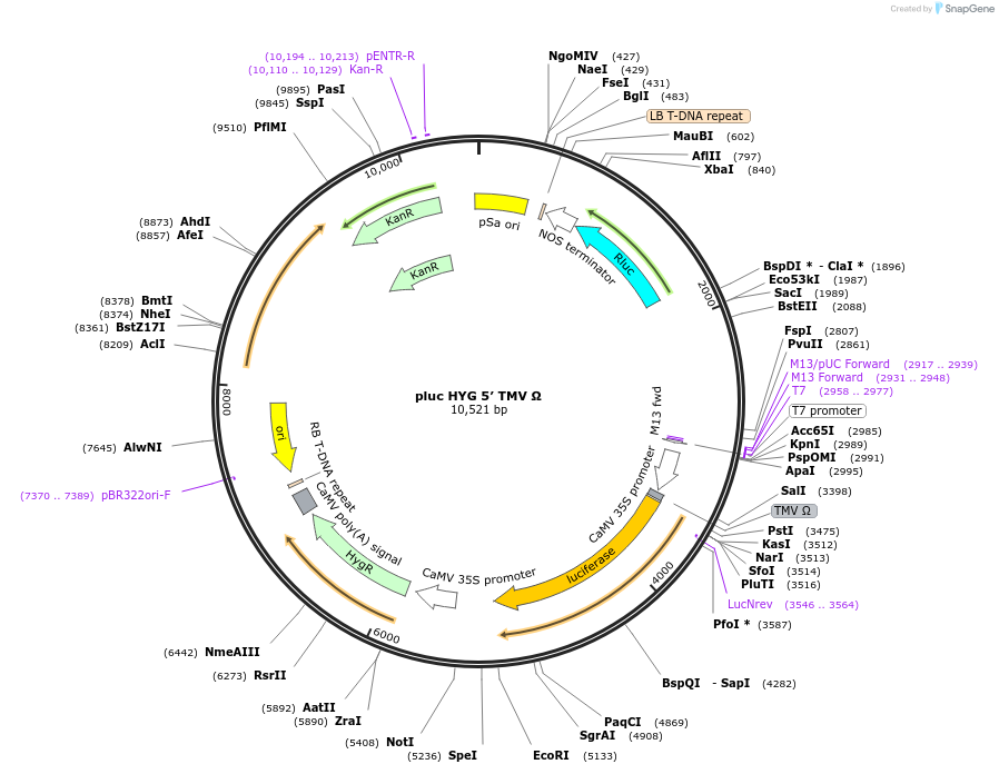 247491-plasmid-map-sequence-id-493727