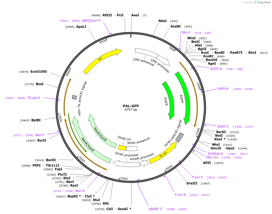 221175-plasmid-map-sequence-id-493731