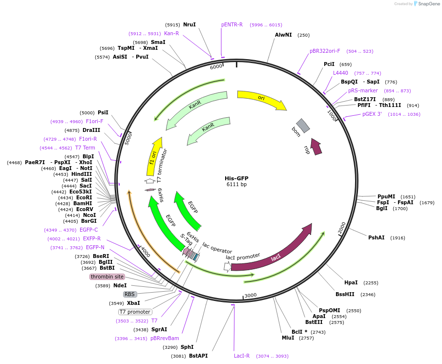 247242-plasmid-map-sequence-id-493792