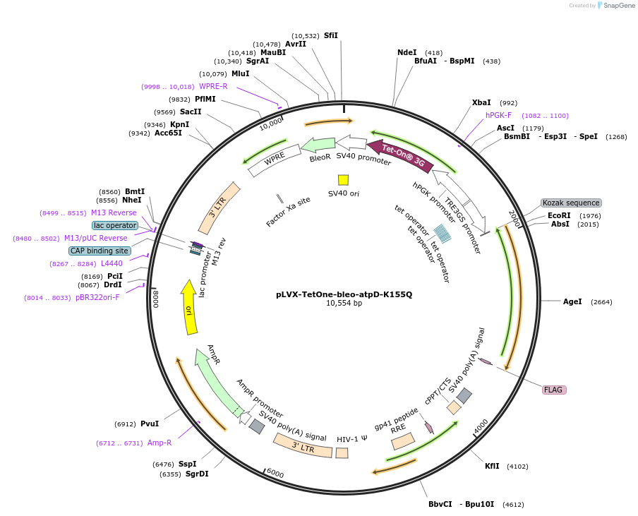 248068-plasmid-map-sequence-id-493802