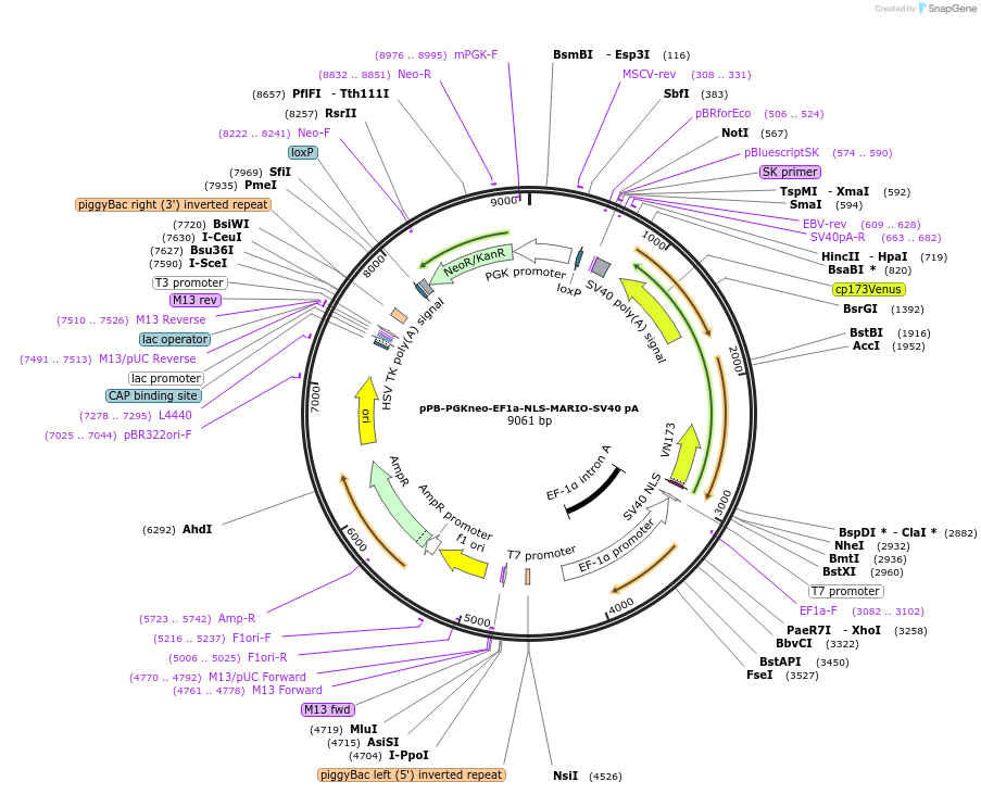 247646-plasmid-map-sequence-id-493810