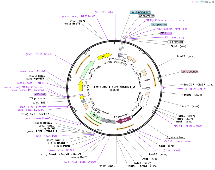 247237-plasmid-map-sequence-id-493815