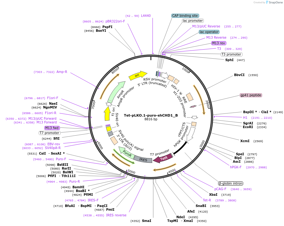 247238-plasmid-map-sequence-id-493818