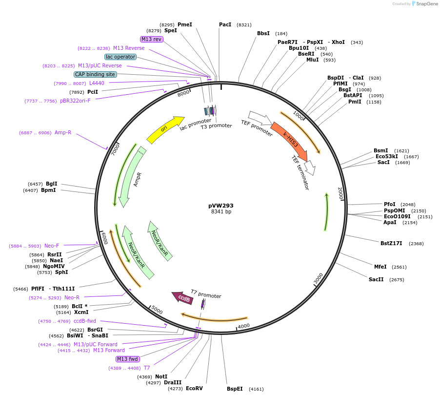 139490-plasmid-map-sequence-id-493898