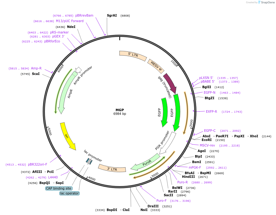 26526-plasmid-map-sequence-id-493904