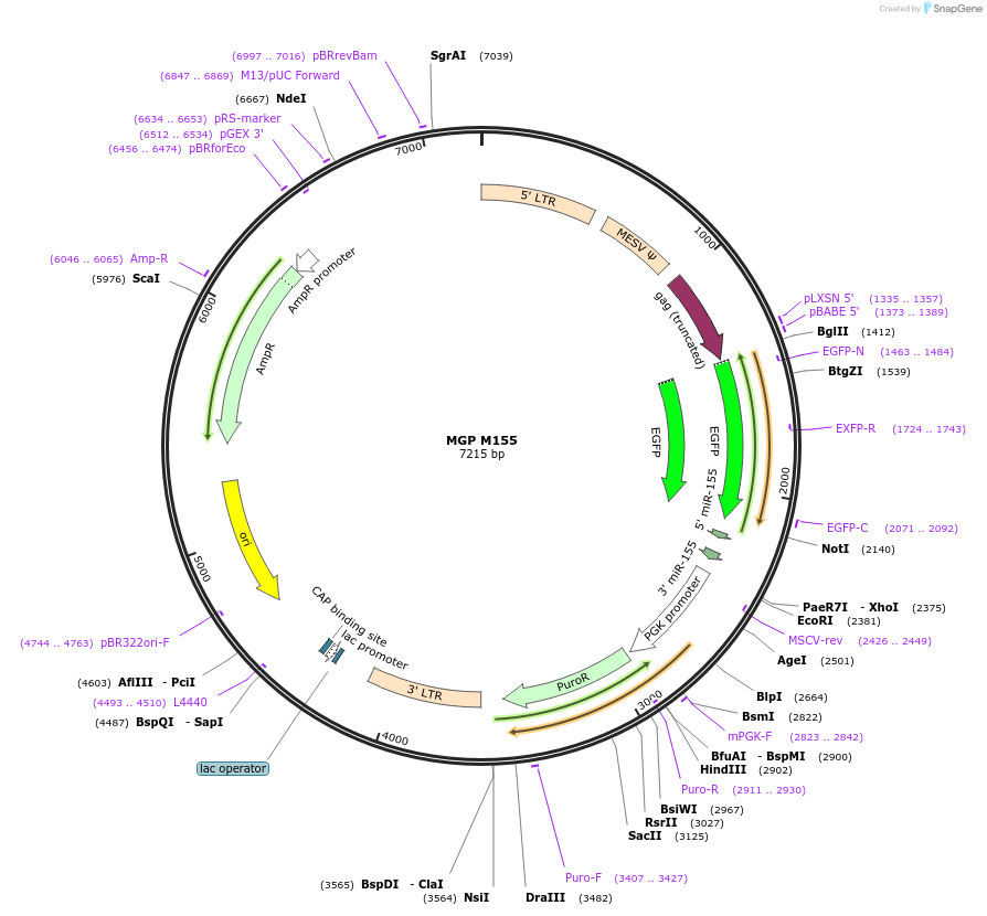 26527-plasmid-map-sequence-id-493906