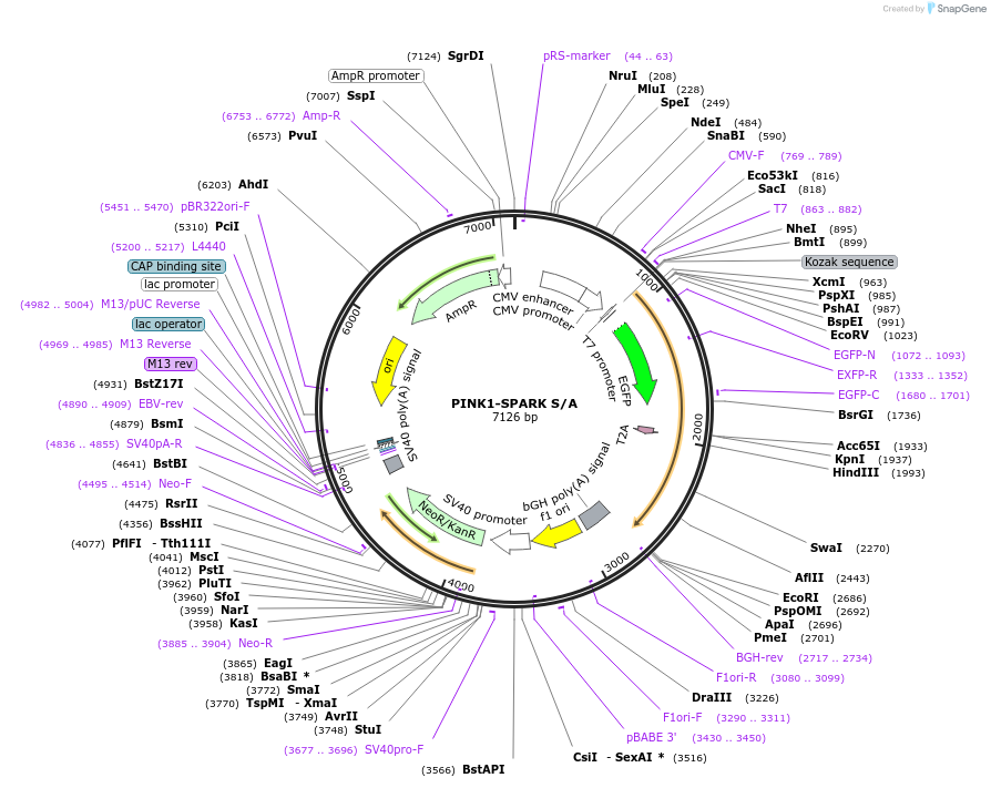 248087-plasmid-map-sequence-id-493925