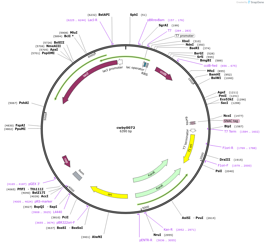 247422-plasmid-map-sequence-id-493926