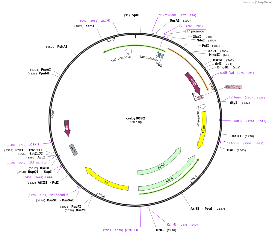 247432-plasmid-map-sequence-id-493930