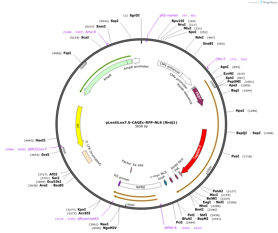241403-plasmid-map-sequence-id-493943