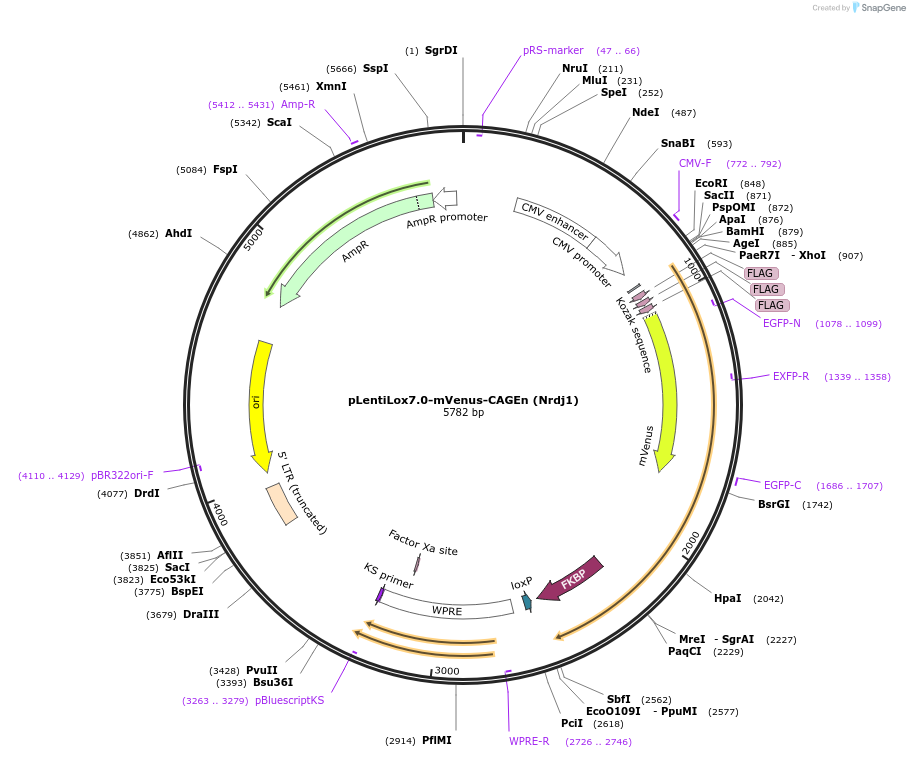 241404-plasmid-map-sequence-id-493945