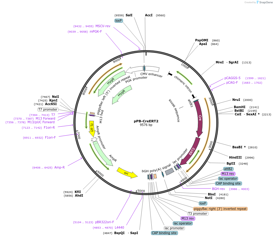 242849-plasmid-map-sequence-id-493990