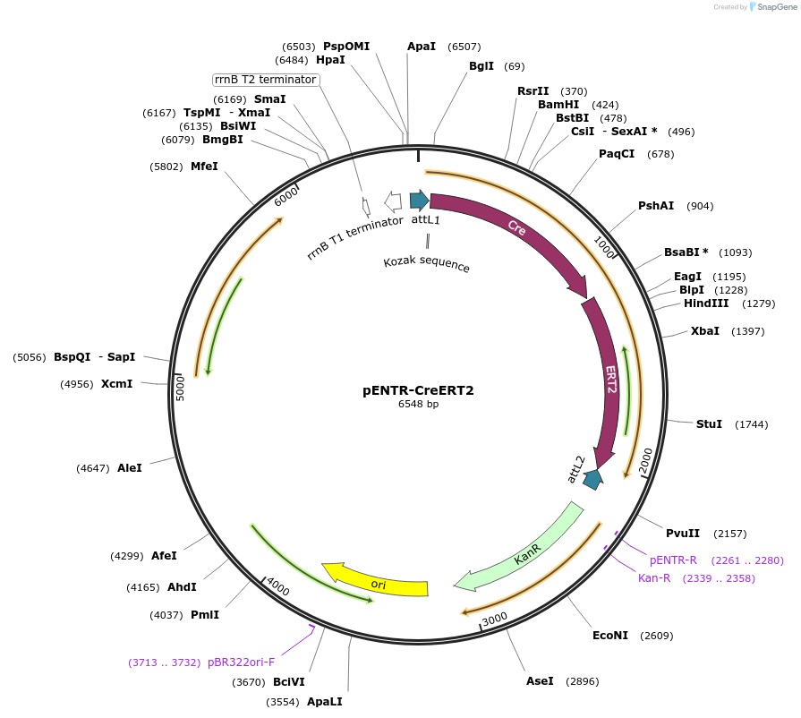 242848-plasmid-map-sequence-id-493991