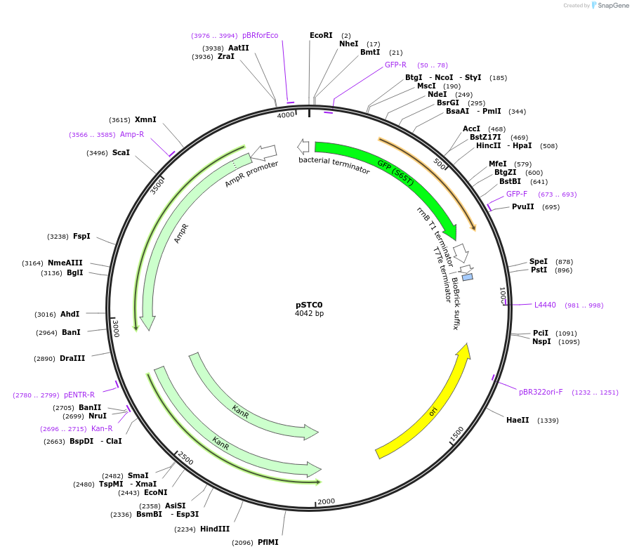 39240-plasmid-map-sequence-id-49409