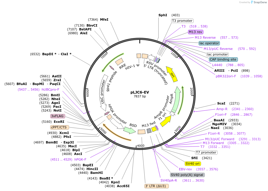 163454-plasmid-map-sequence-id-494097