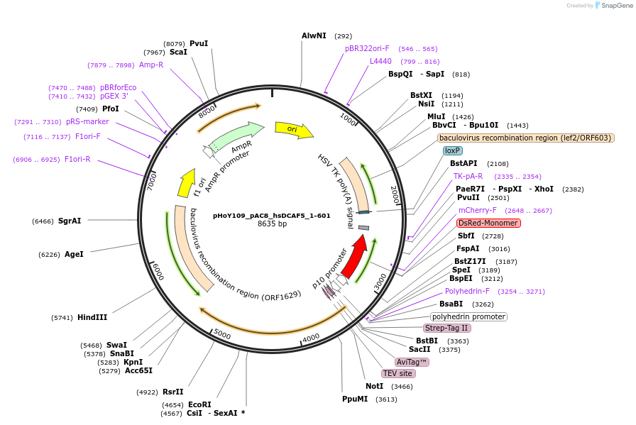 249182-plasmid-map-sequence-id-494098