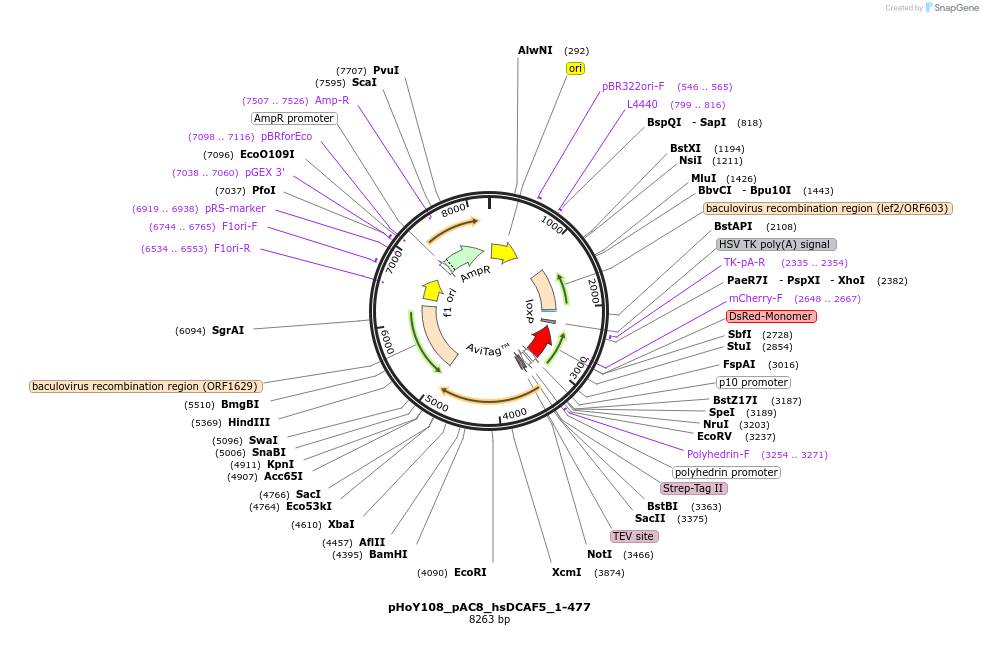 249181-plasmid-map-sequence-id-494100