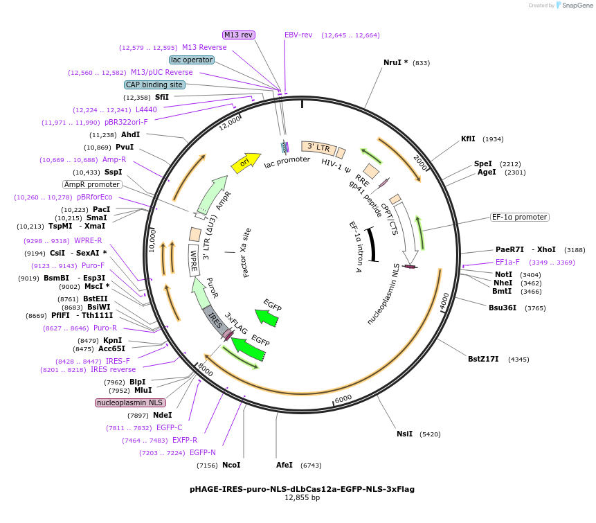 236364-plasmid-map-sequence-id-494130