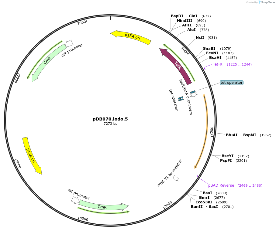 99397-plasmid-map-sequence-id-494133