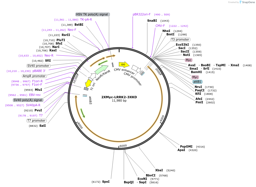 25366-plasmid-map-sequence-id-494153