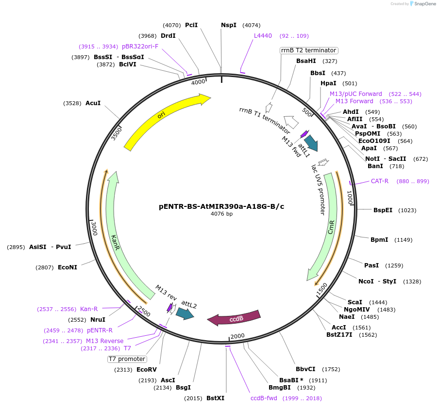 246715-plasmid-map-sequence-id-494277