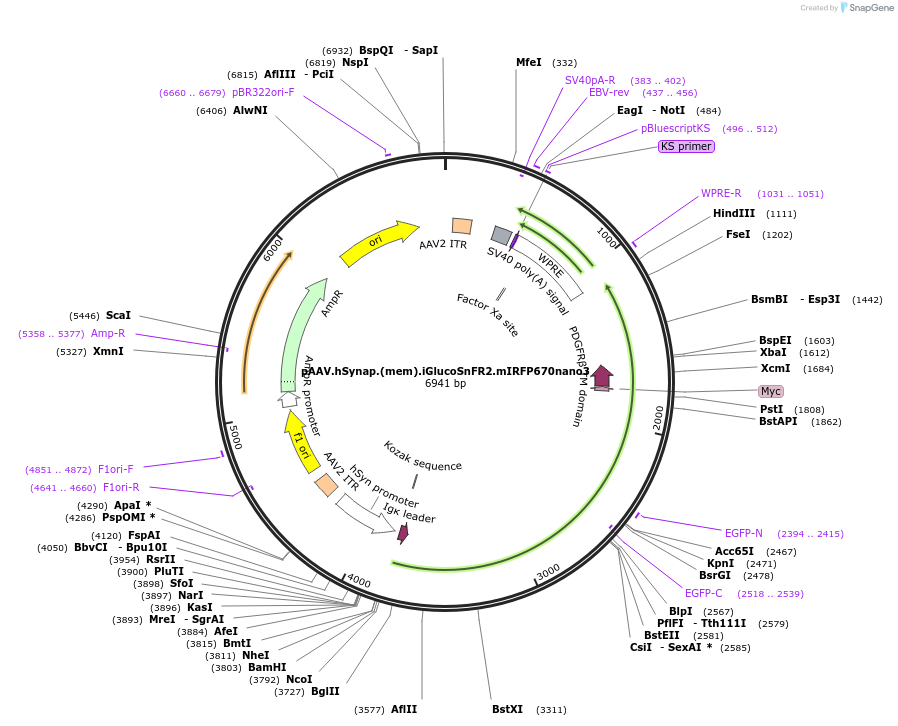 244098-plasmid-map-sequence-id-494290