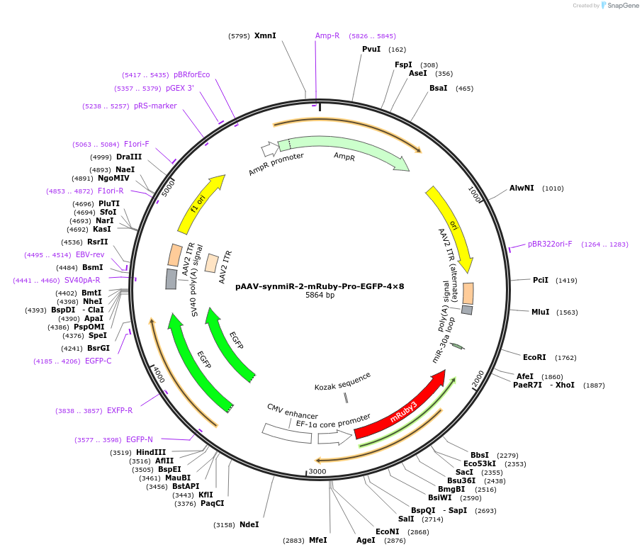 218089-plasmid-map-sequence-id-494311