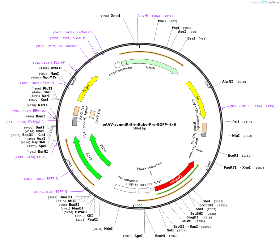 218255-plasmid-map-sequence-id-494313