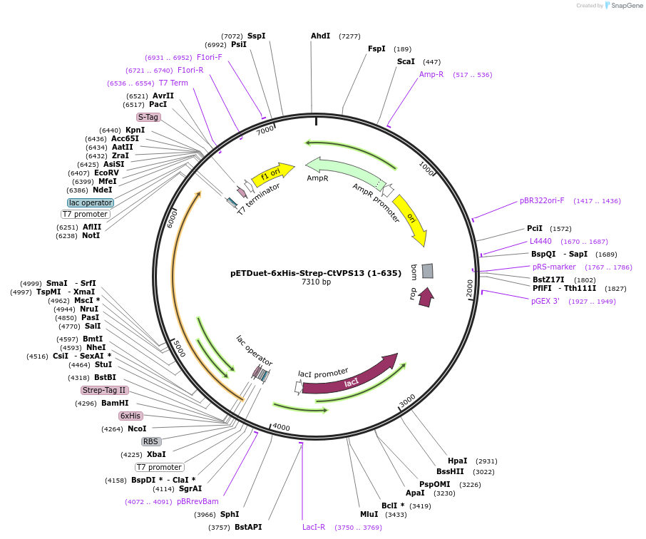 248331-plasmid-map-sequence-id-494317