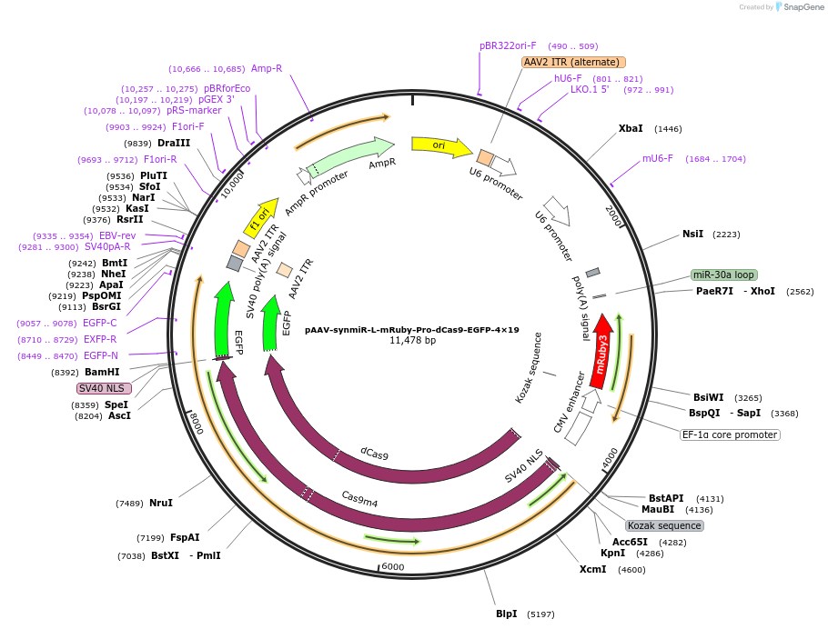 218270-plasmid-map-sequence-id-494320