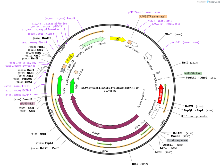 218268-plasmid-map-sequence-id-494321