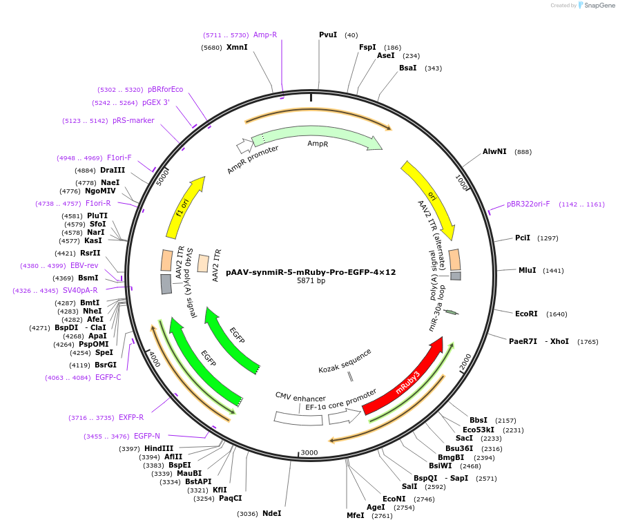 218242-plasmid-map-sequence-id-494327