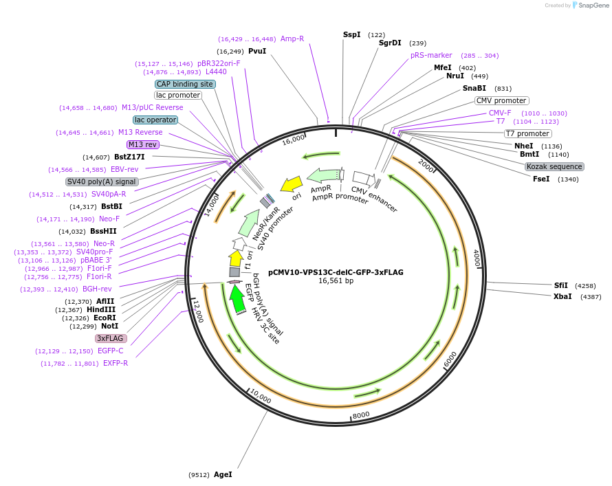 248327-plasmid-map-sequence-id-494370