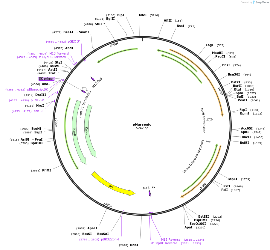 247320-plasmid-map-sequence-id-494396