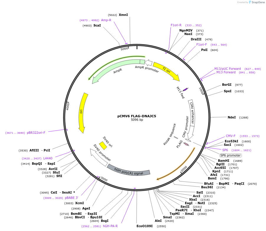 246740-plasmid-map-sequence-id-494414
