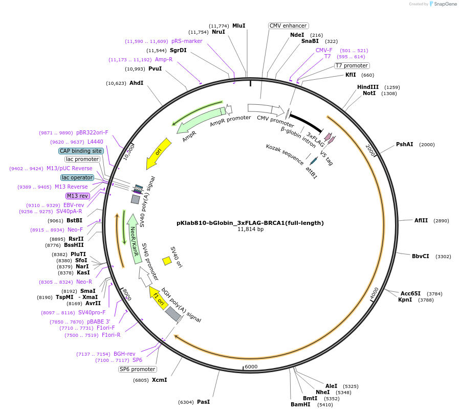 249023-plasmid-map-sequence-id-494418