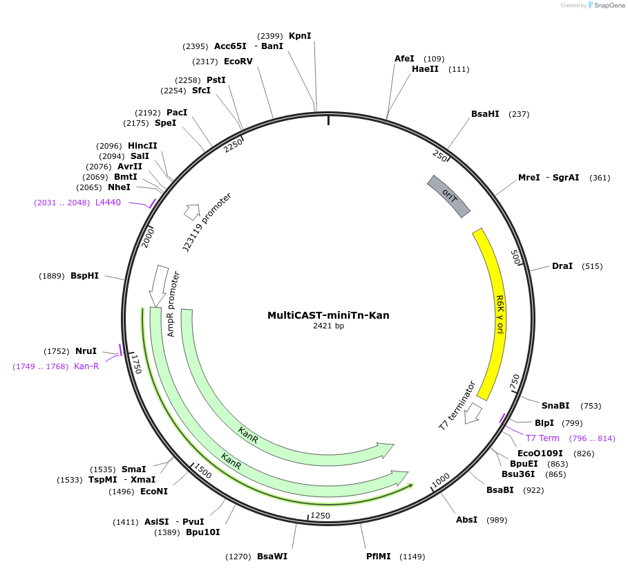 248974-plasmid-map-sequence-id-494419