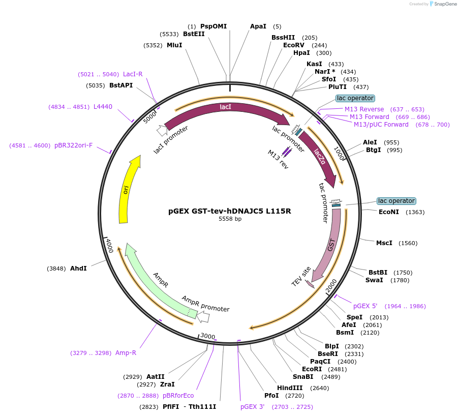 246745-plasmid-map-sequence-id-494424