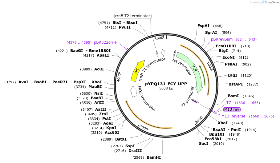 245873-plasmid-map-sequence-id-494435