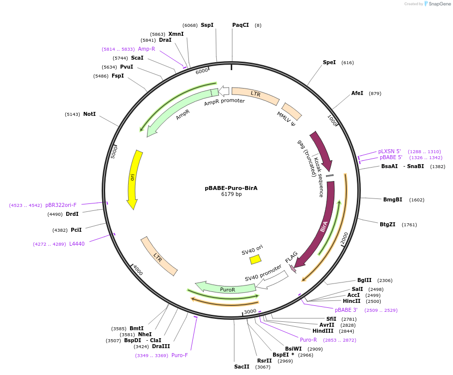 246557-plasmid-map-sequence-id-494445