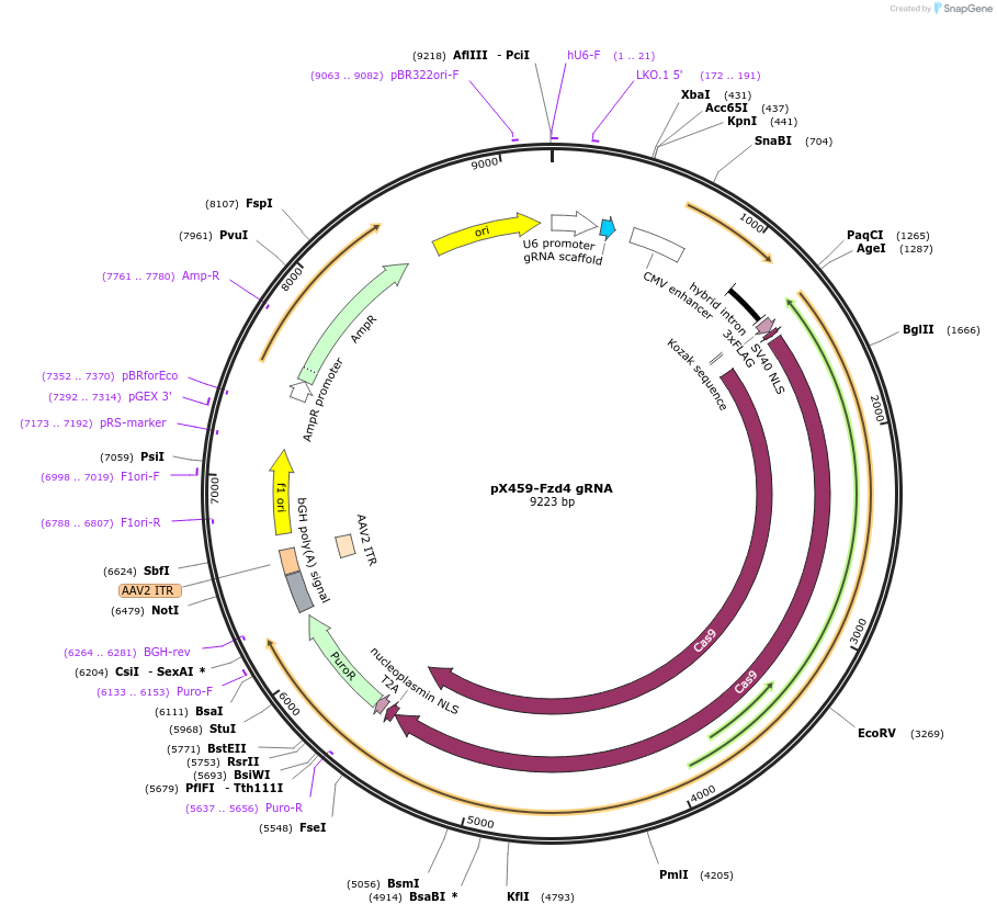 246563-plasmid-map-sequence-id-494458