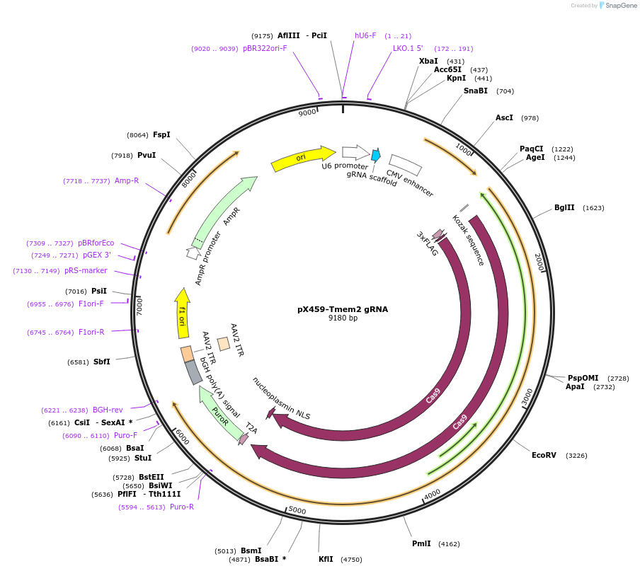 246569-plasmid-map-sequence-id-494462