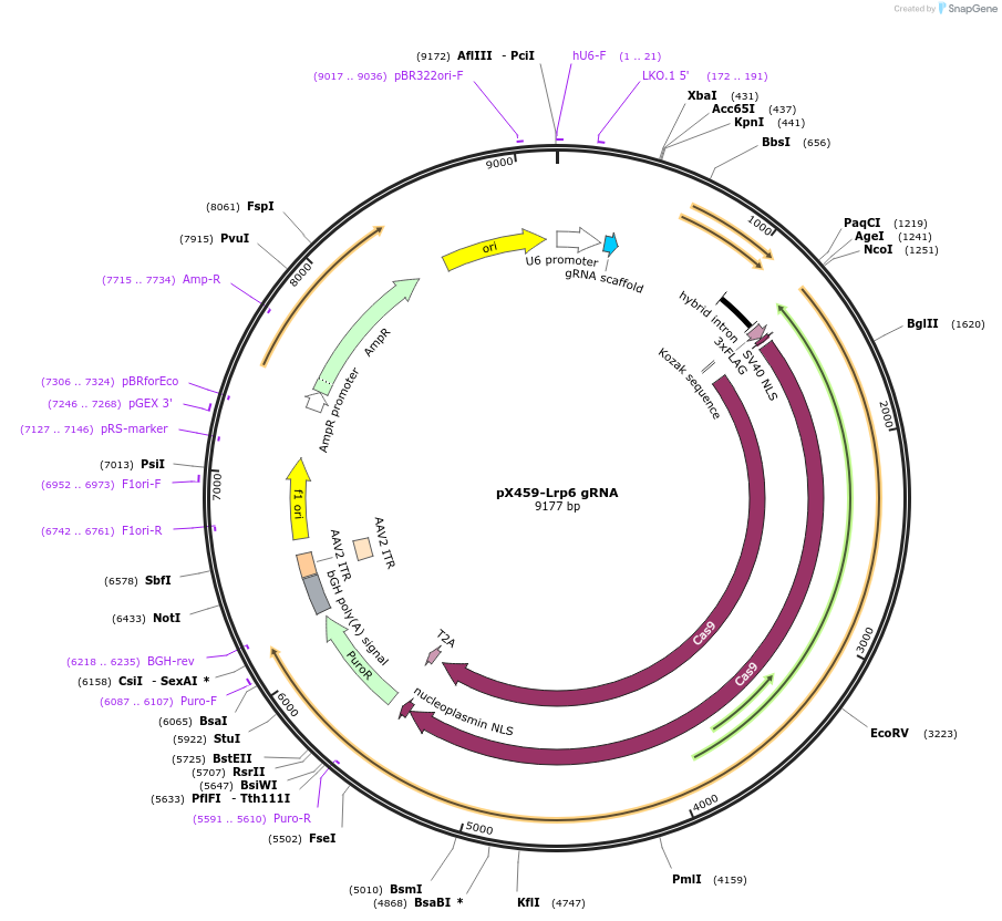 246549-plasmid-map-sequence-id-494464