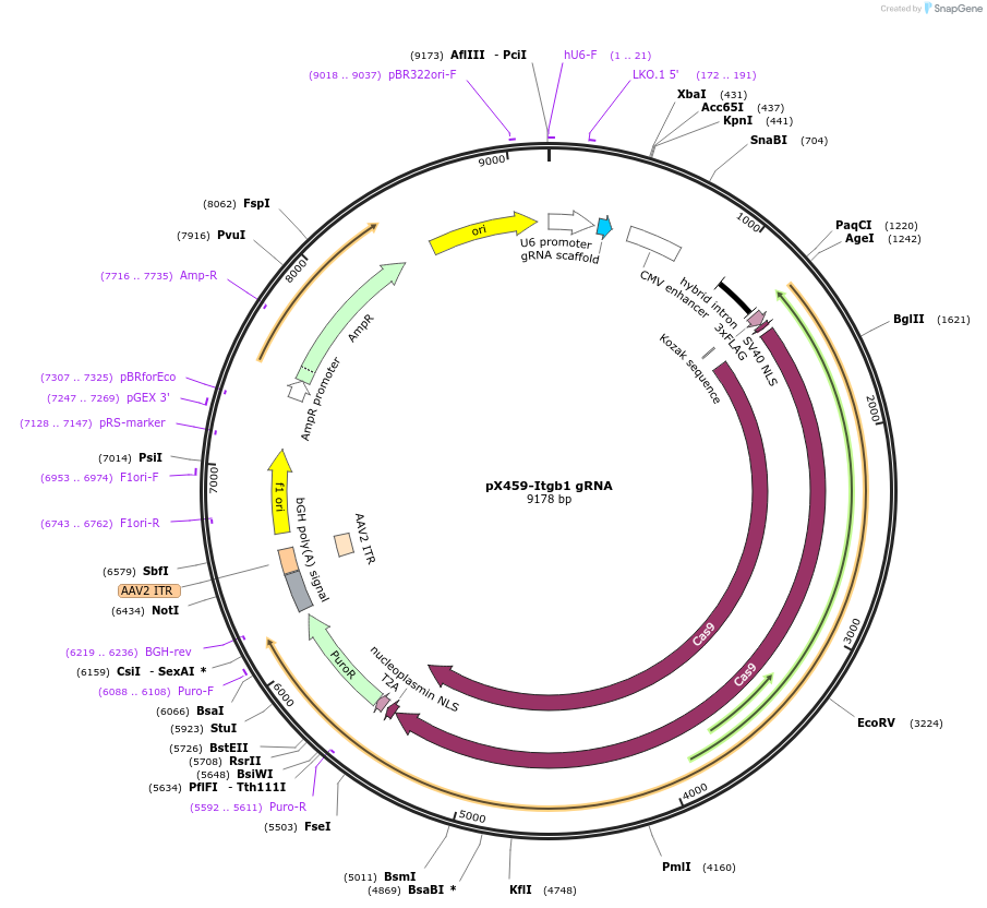 246577-plasmid-map-sequence-id-494488