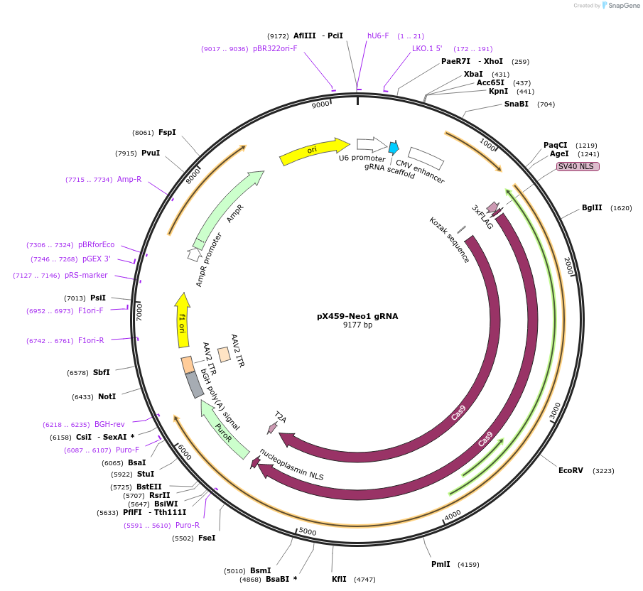 246575-plasmid-map-sequence-id-494490