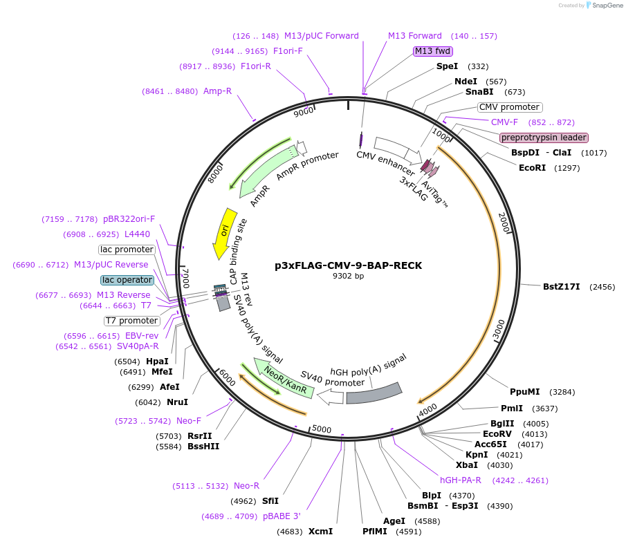246579-plasmid-map-sequence-id-494494