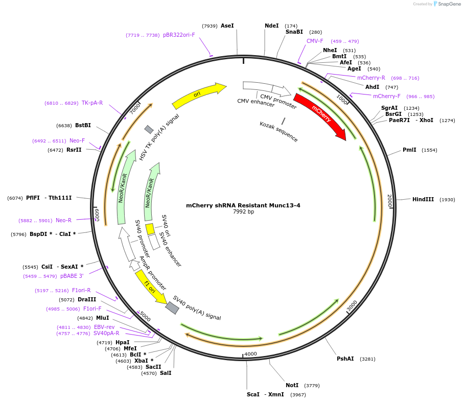 244999-plasmid-map-sequence-id-494529